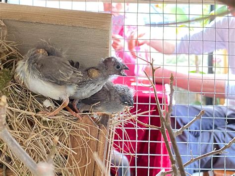 珍珠鳥幼鳥|【珍珠鳥飼養】珍珠鳥的飼養方法 